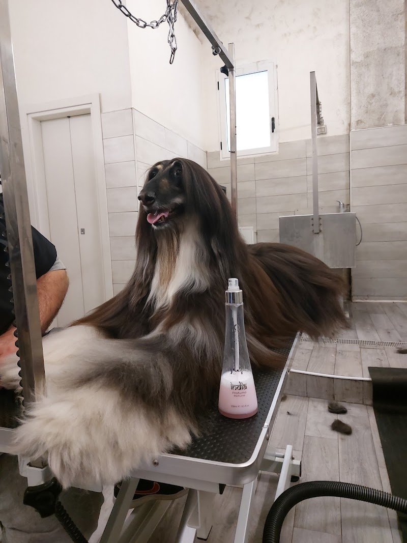 Mondo animale - Foto 3