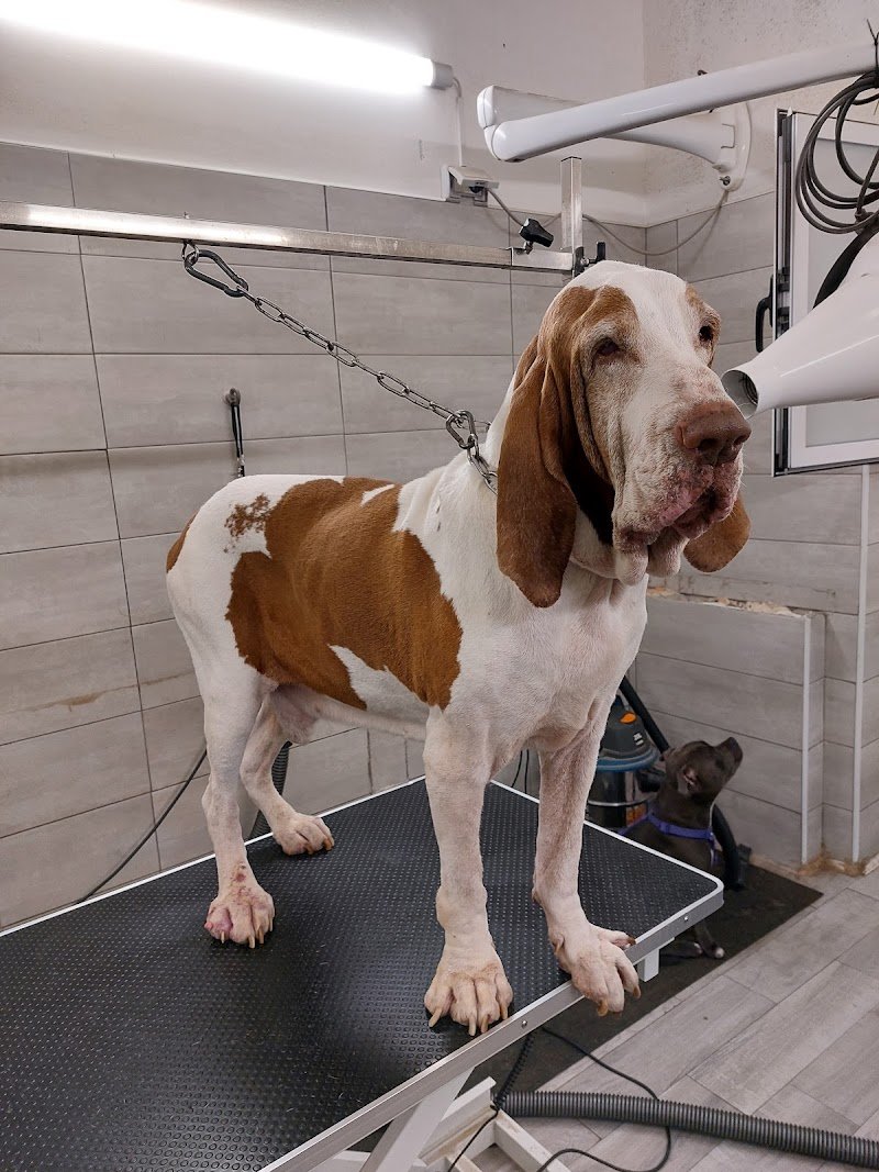 Mondo animale - Foto 4