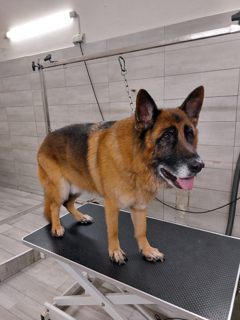 Mondo animale - Foto 6