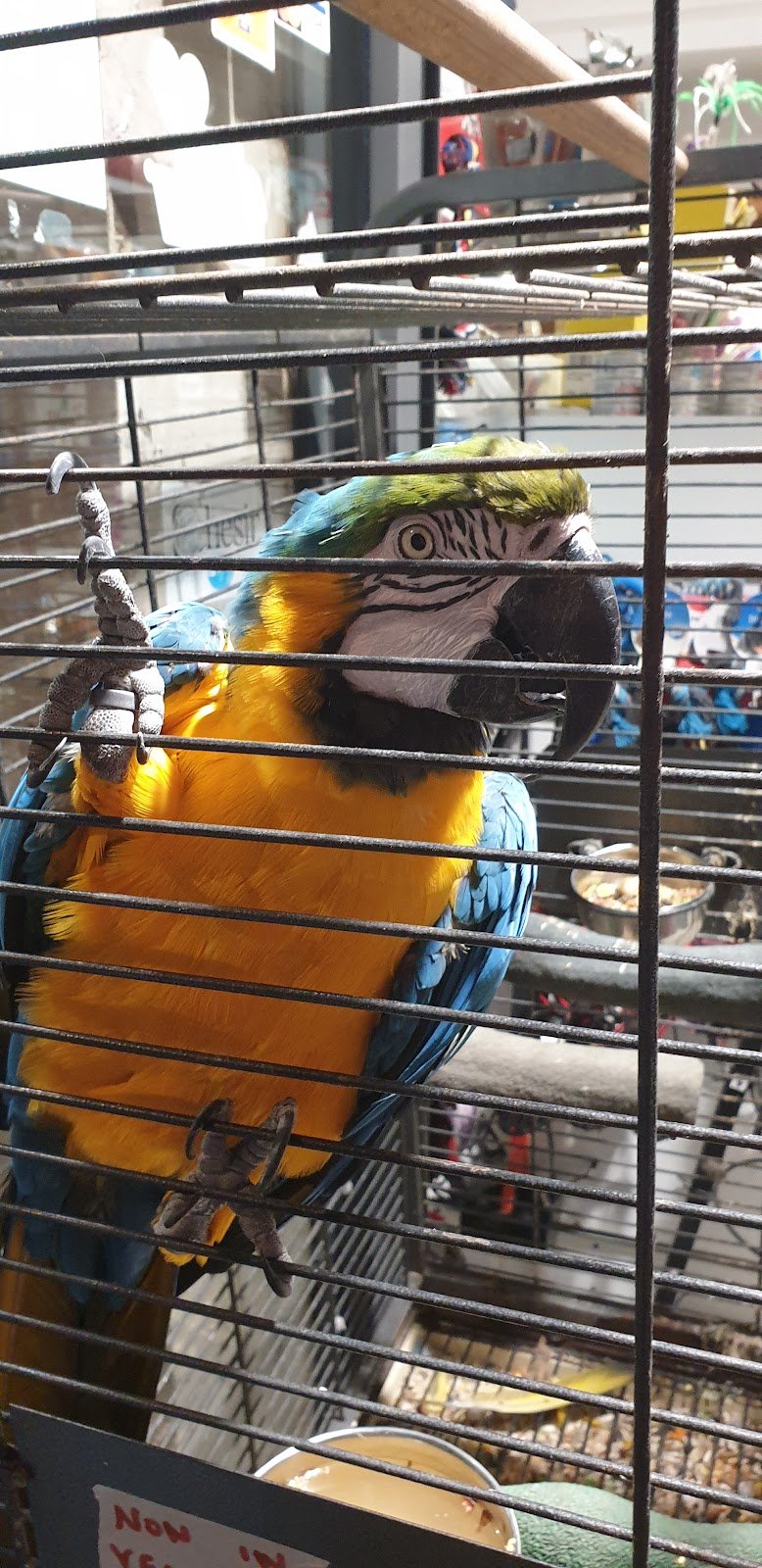 Mondo Animali - Foto 6