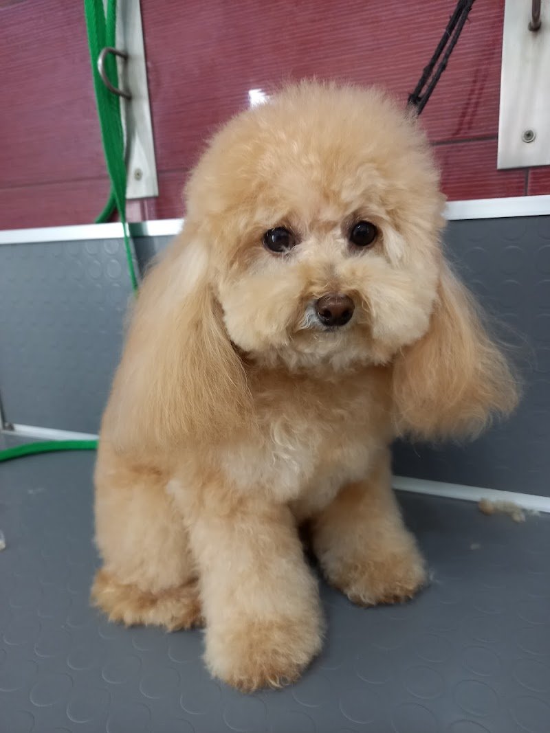 Mondo Animali Di Cuppone Danila - Foto 1