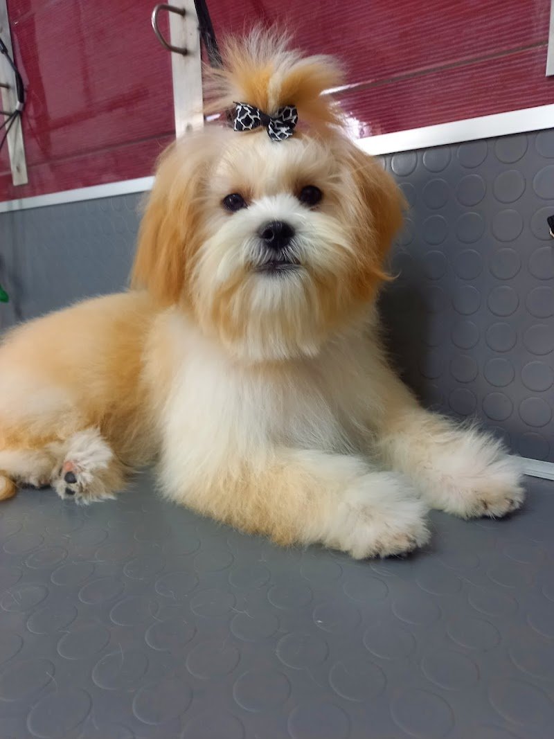 Mondo Animali Di Cuppone Danila - Foto 2