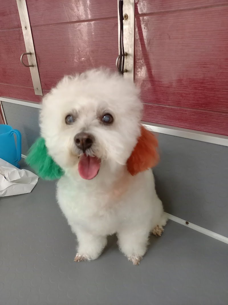 Mondo Animali Di Cuppone Danila - Foto 3