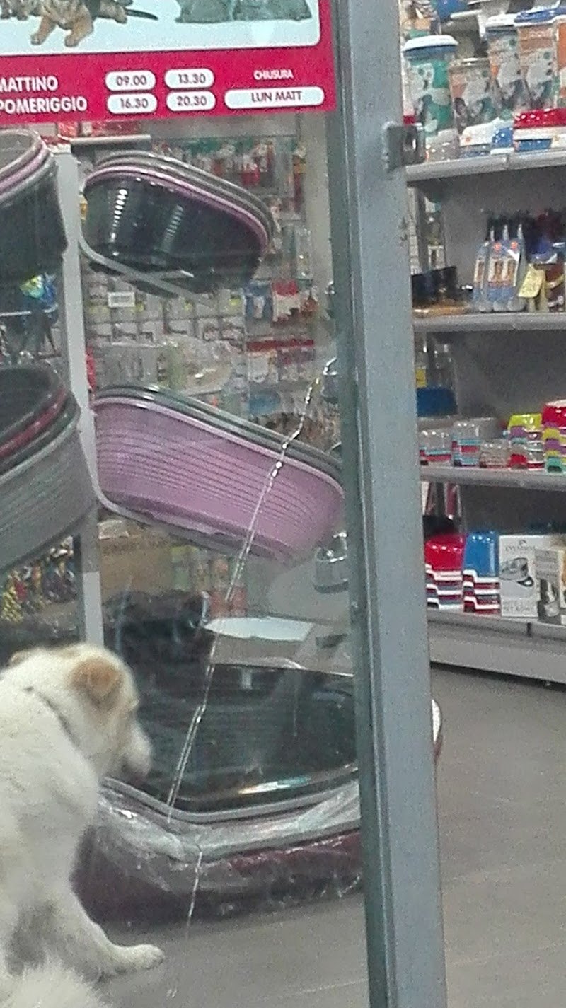 Mondo Animali New - Foto 3