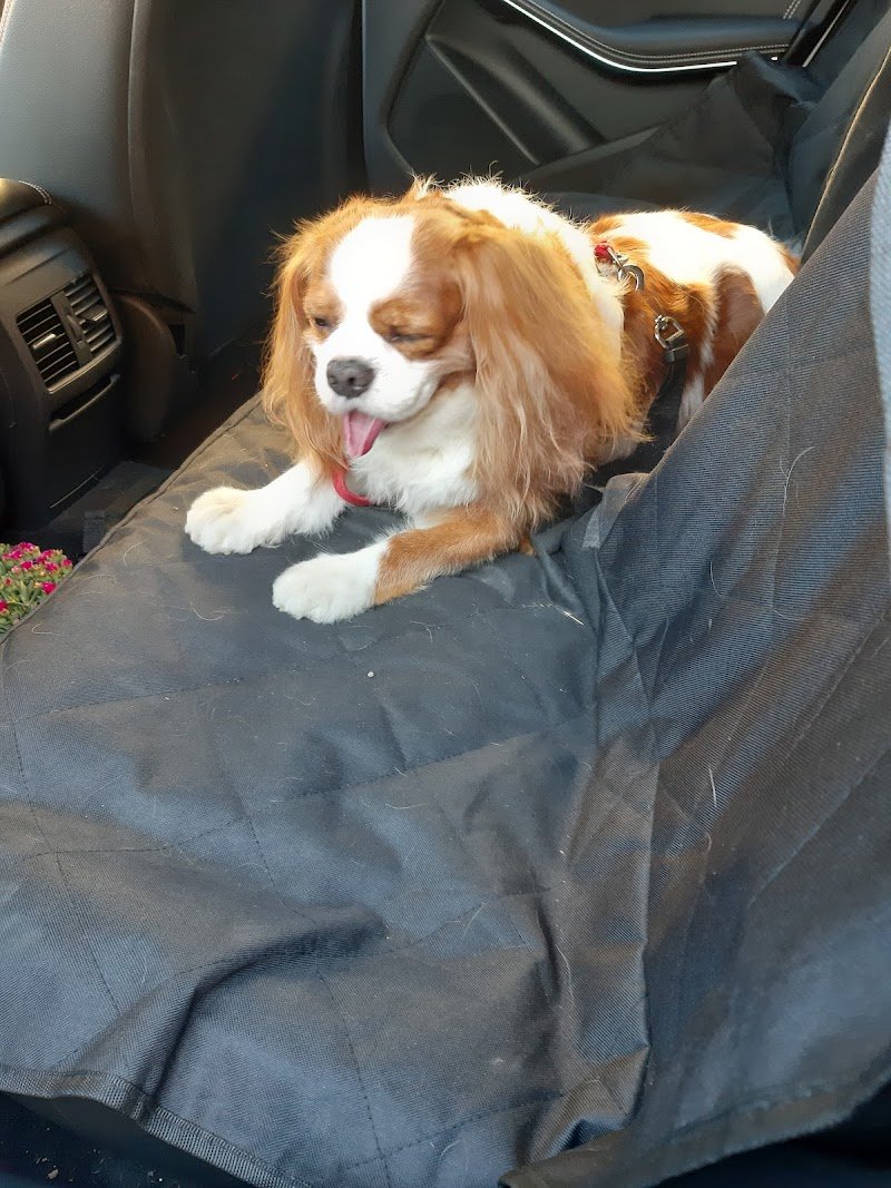 Mondo Animali New - Foto 6