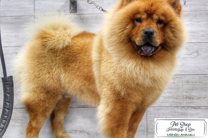 Mondo Animali pet shop toelettatura & spa - Foto 2