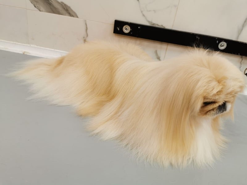 Mondo Animali pet shop toelettatura & spa - Foto 1