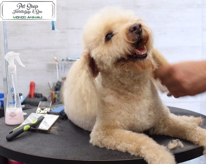 Mondo Animali pet shop toelettatura & spa - Foto 3