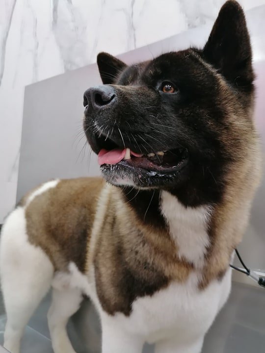 Mondo Animali pet shop toelettatura & spa - Foto 4