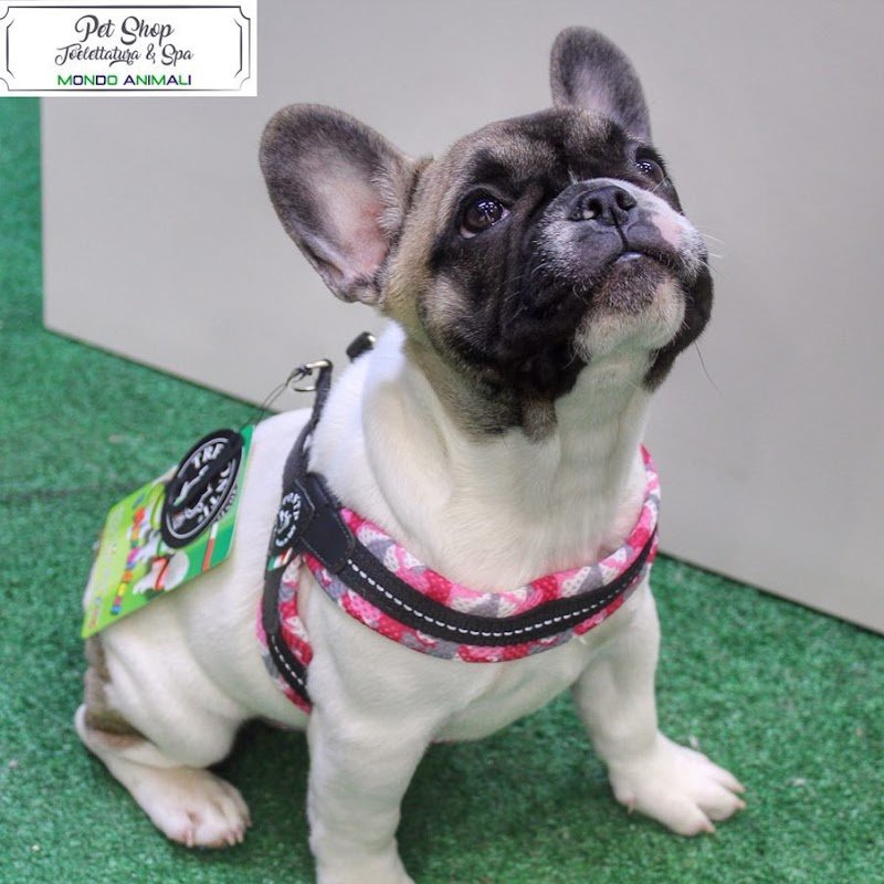 Mondo Animali pet shop toelettatura & spa - Foto 6