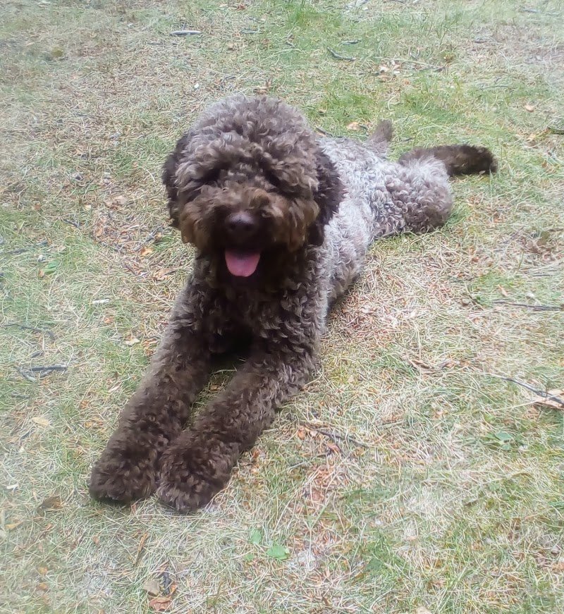 MONDO PET - Toelettatura mobile cani e gatti - Foto 3