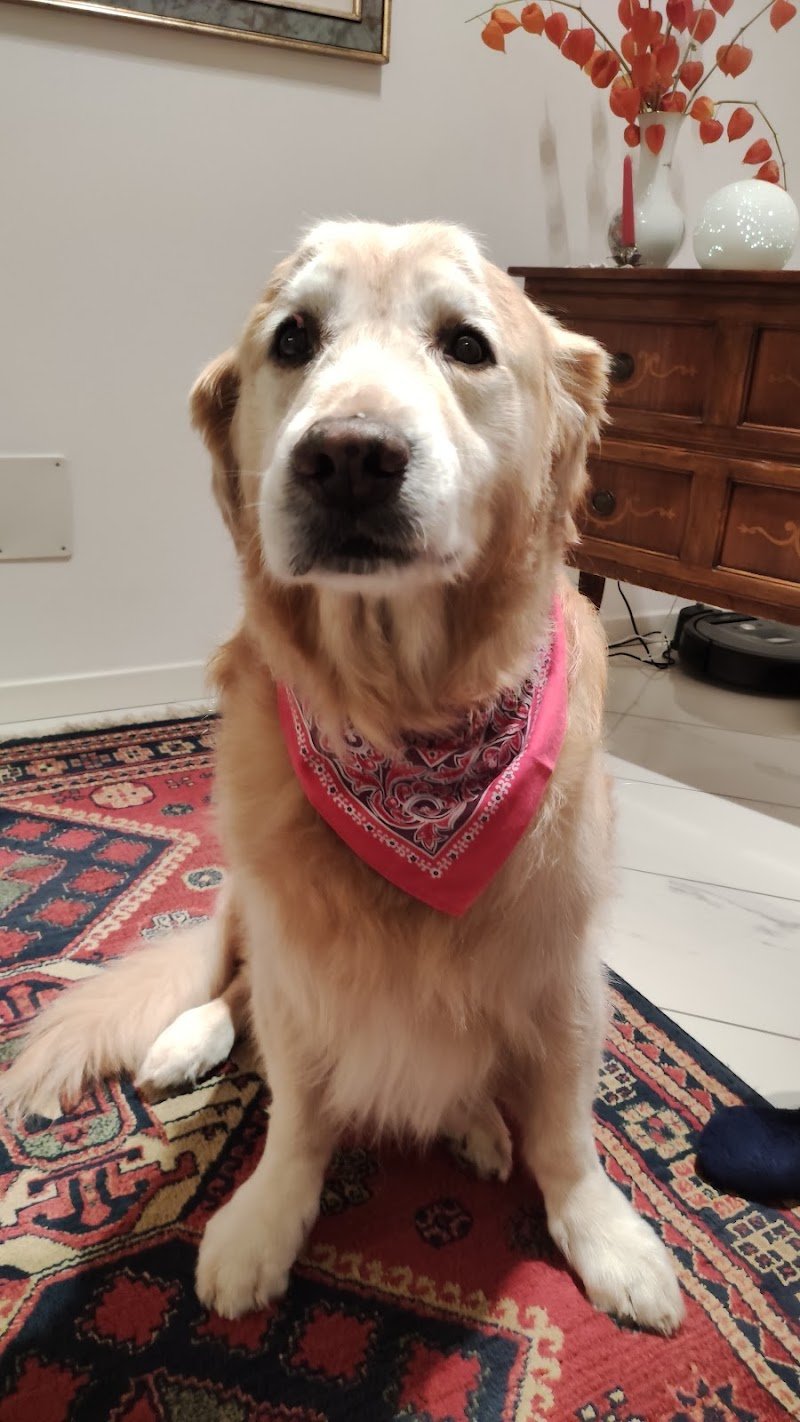 MONDO PET - Toelettatura mobile cani e gatti - Foto 4