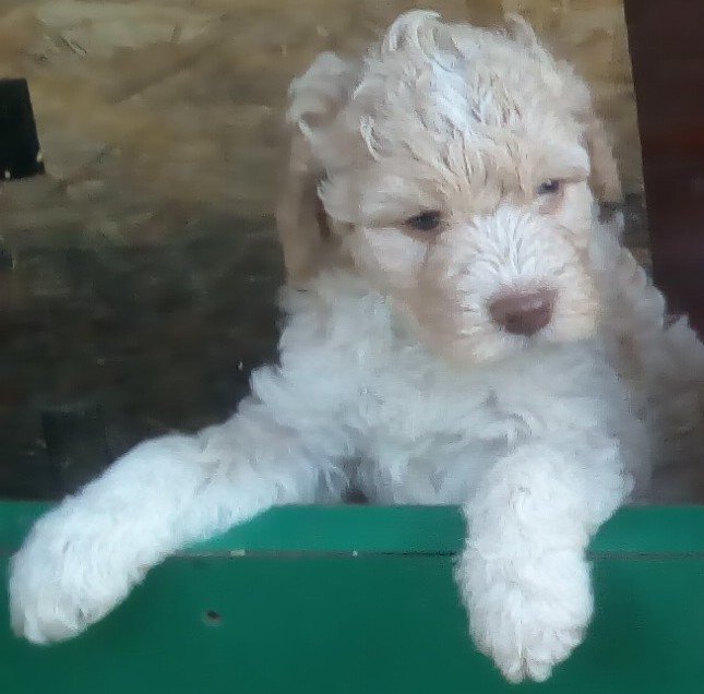 MONDO PET - Toelettatura mobile cani e gatti - Foto 6