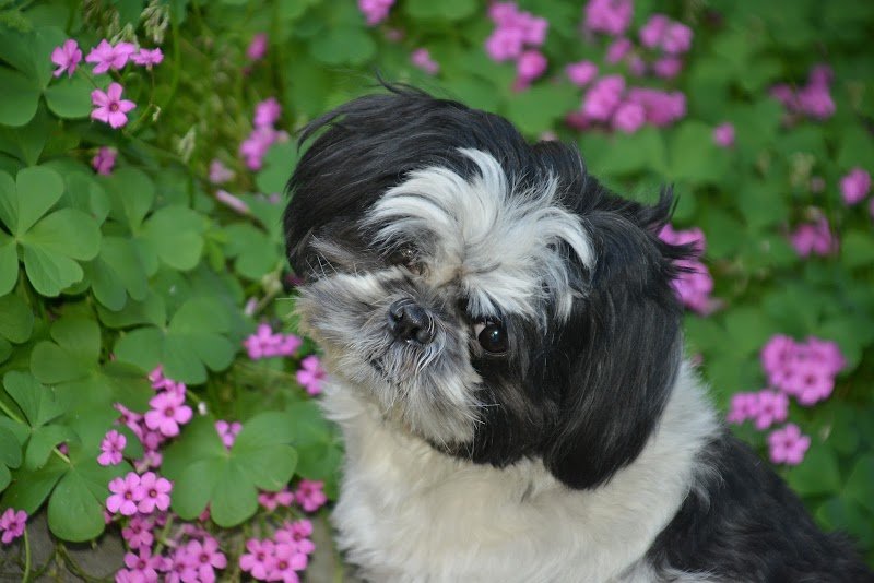 Montebello Cani e Gatti - Foto 1