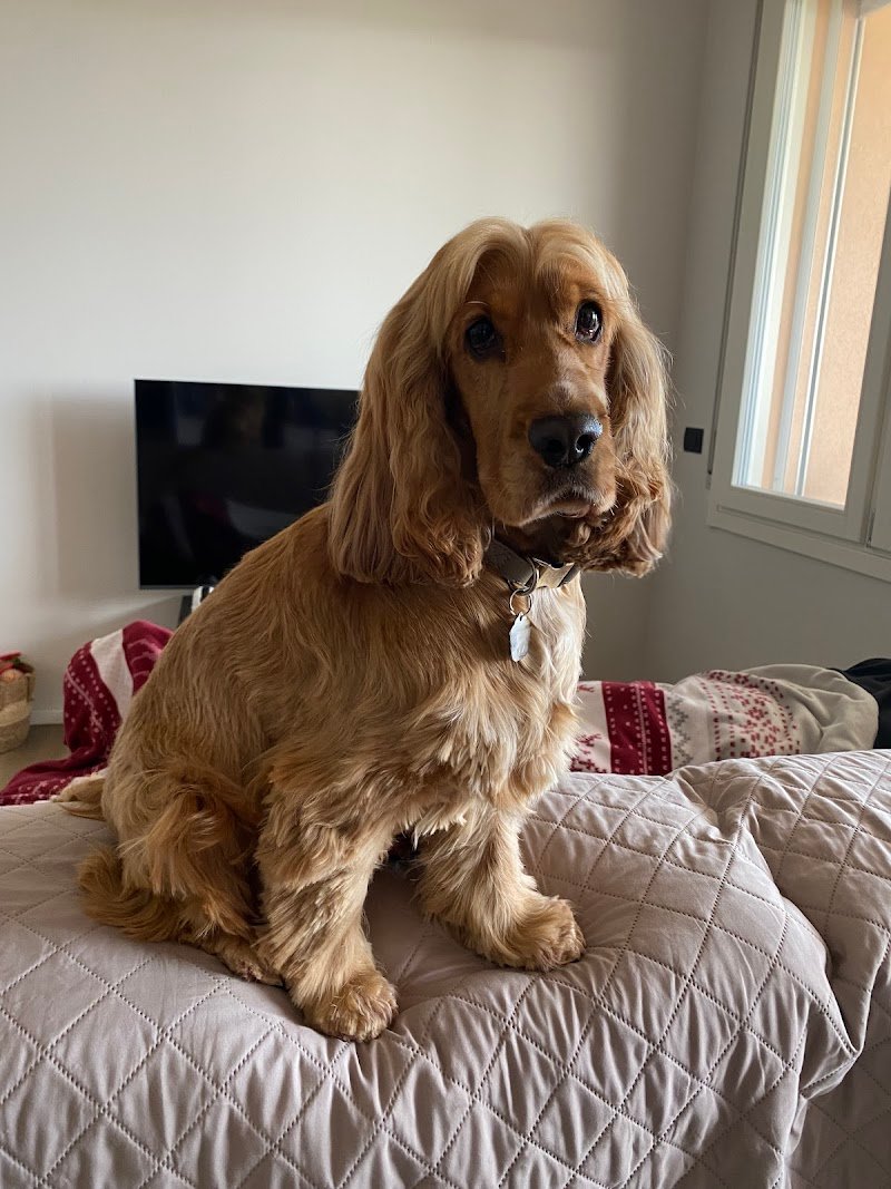 Montebello Cani e Gatti - Foto 2