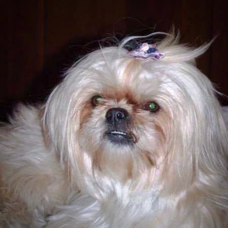 Montebello Cani e Gatti - Foto 5