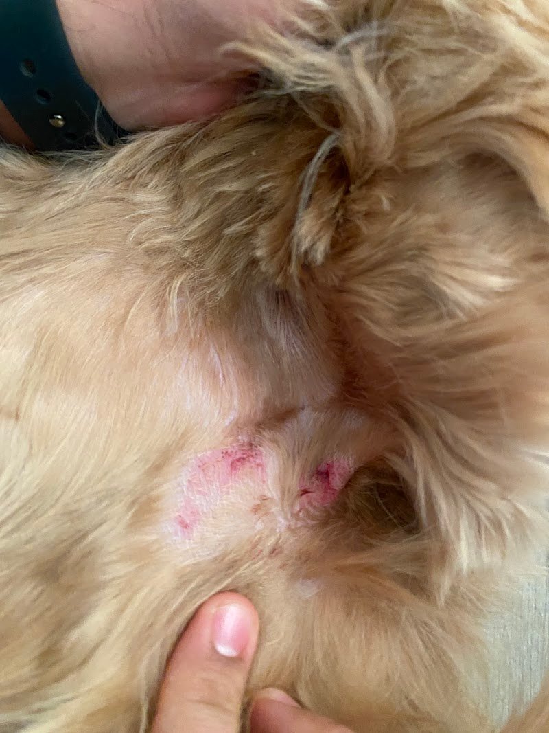 Montebello Cani e Gatti - Foto 6