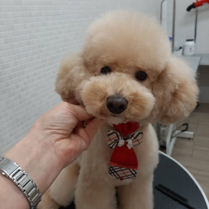 Movì beauty Dog - Foto 2