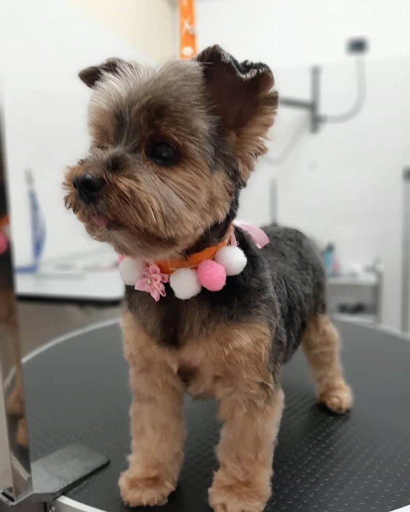 Movì beauty Dog - Foto 3