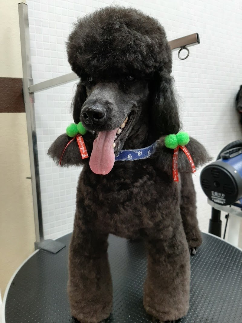 Movì beauty Dog - Foto 4