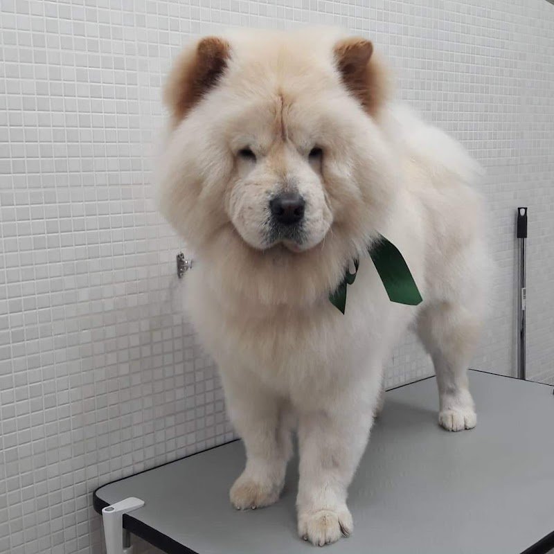 Movì beauty Dog - Foto 5