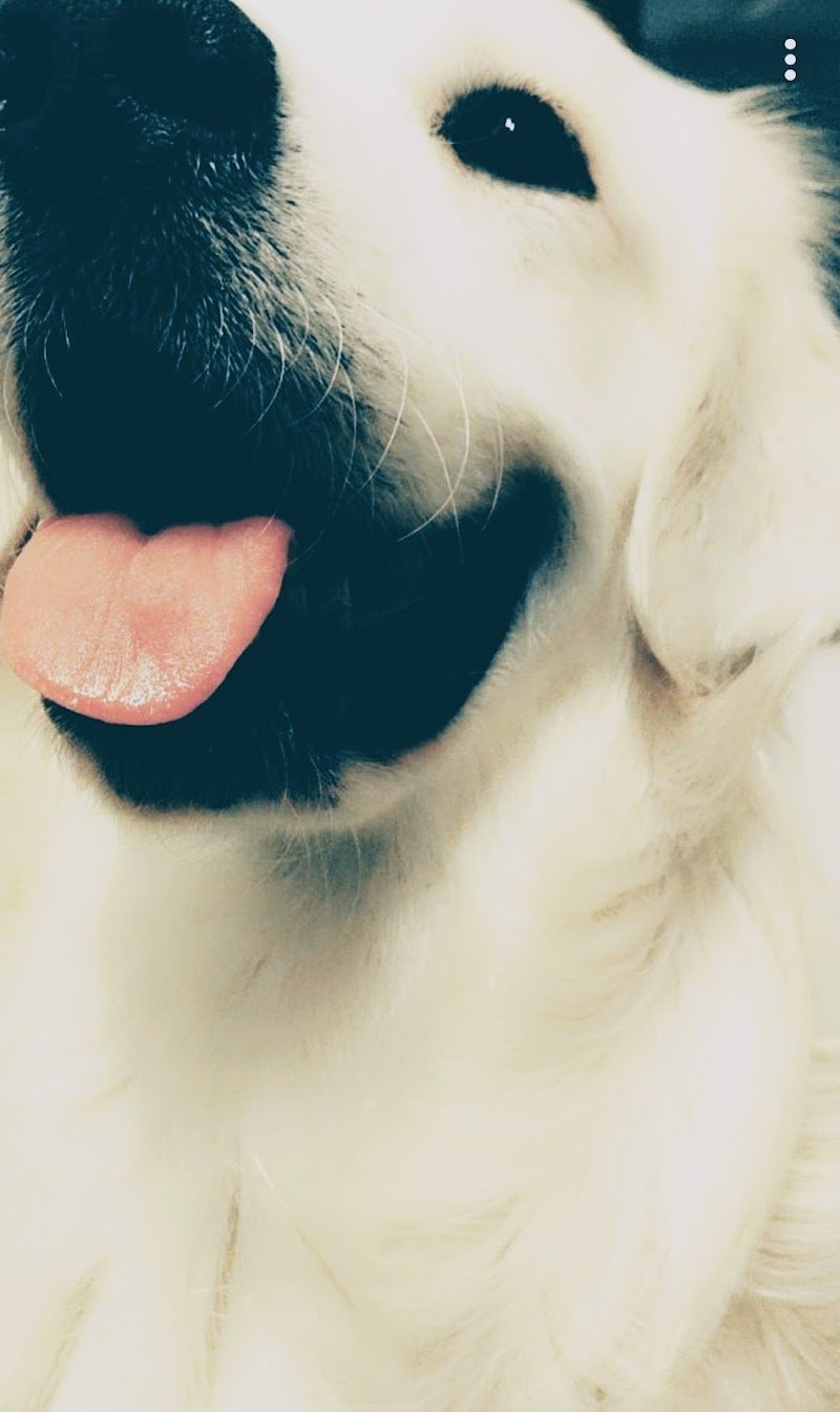 Mrs. Dogfire by FreshDog - Foto 4