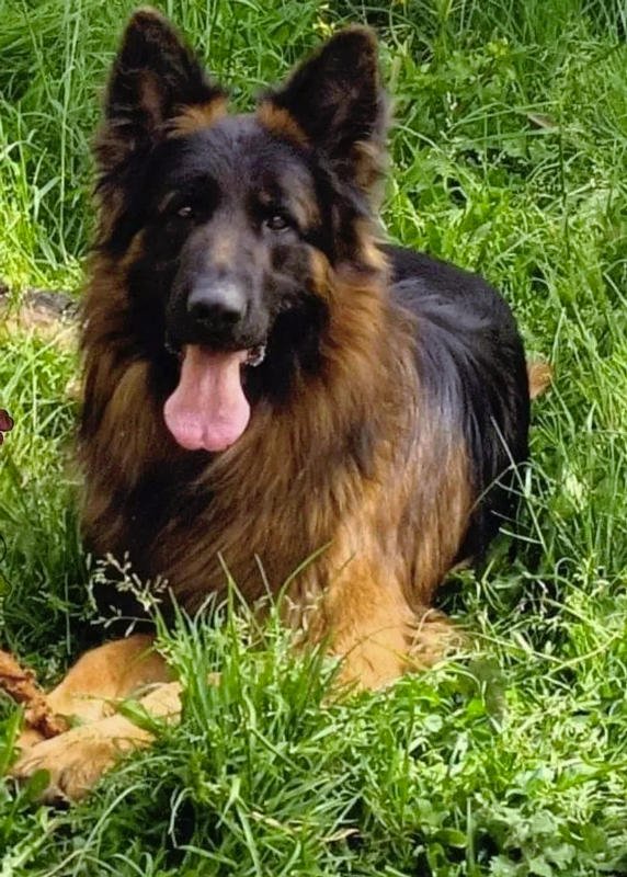 Musetti Pelosi Toelettatura Professionale Spa & Boutique - Foto 2