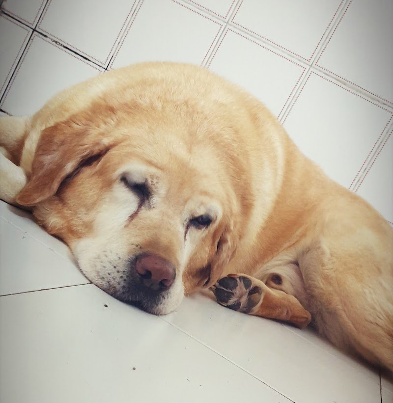 Musetti Pelosi Toelettatura Professionale Spa & Boutique - Foto 6