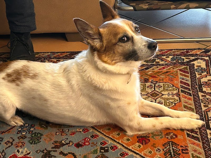 Muso a Muso - Foto 5