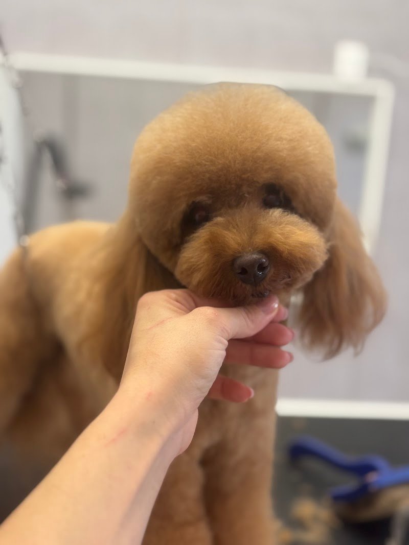 Muso a muso - Foto 1