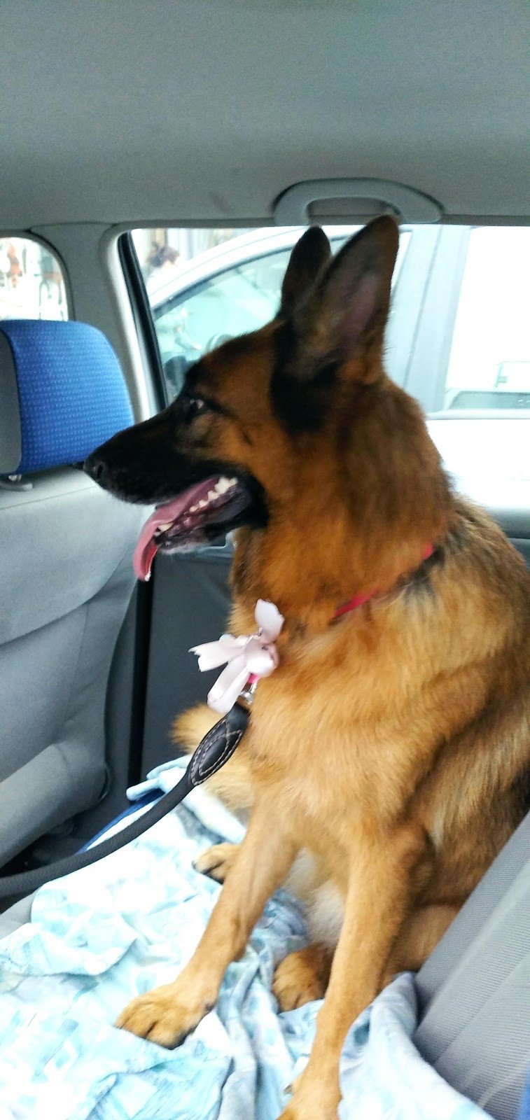 Muso Fedele - Foto 4