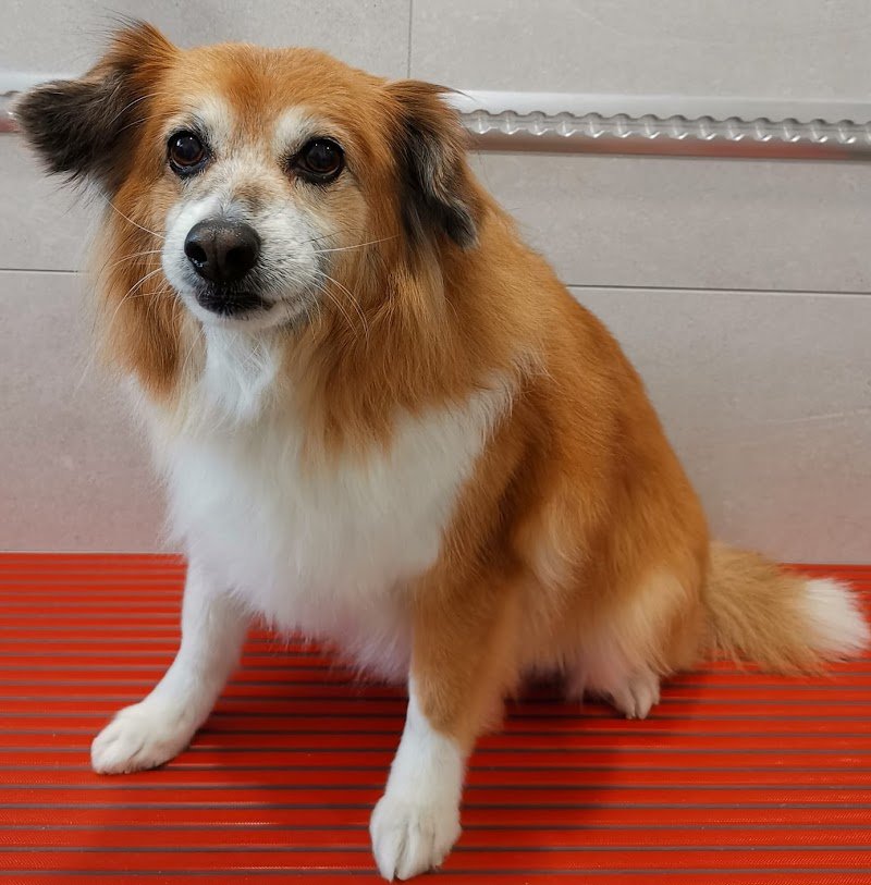 Muso Fedele - Foto 6