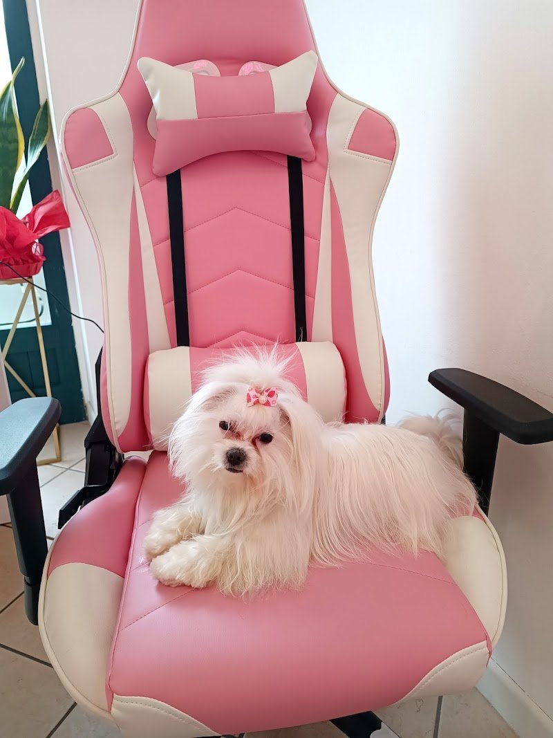 My Baby Dog Toelettatura - Foto 1