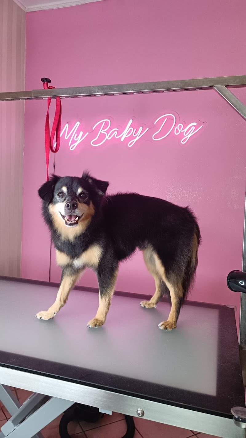 My Baby Dog Toelettatura - Foto 2