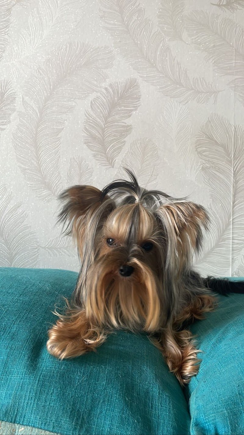 My Baby Dog Toelettatura - Foto 3