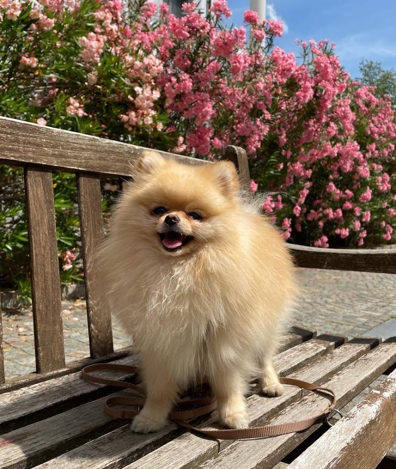 My Baby Dog Toelettatura - Foto 4