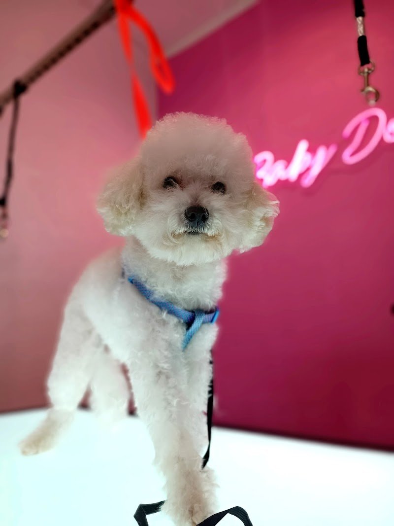 My Baby Dog Toelettatura - Foto 5