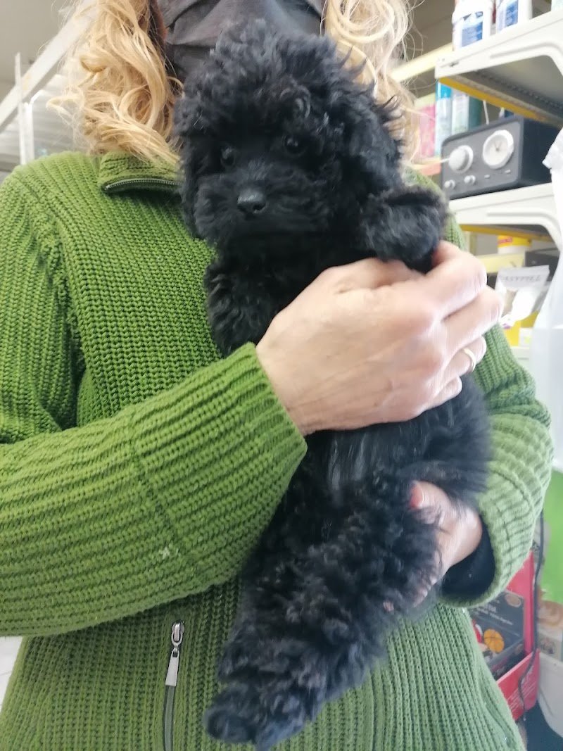 My food & Toilette - Foto 3