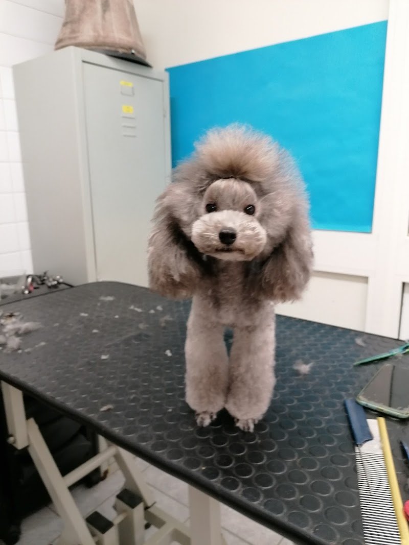 My food & Toilette - Foto 6