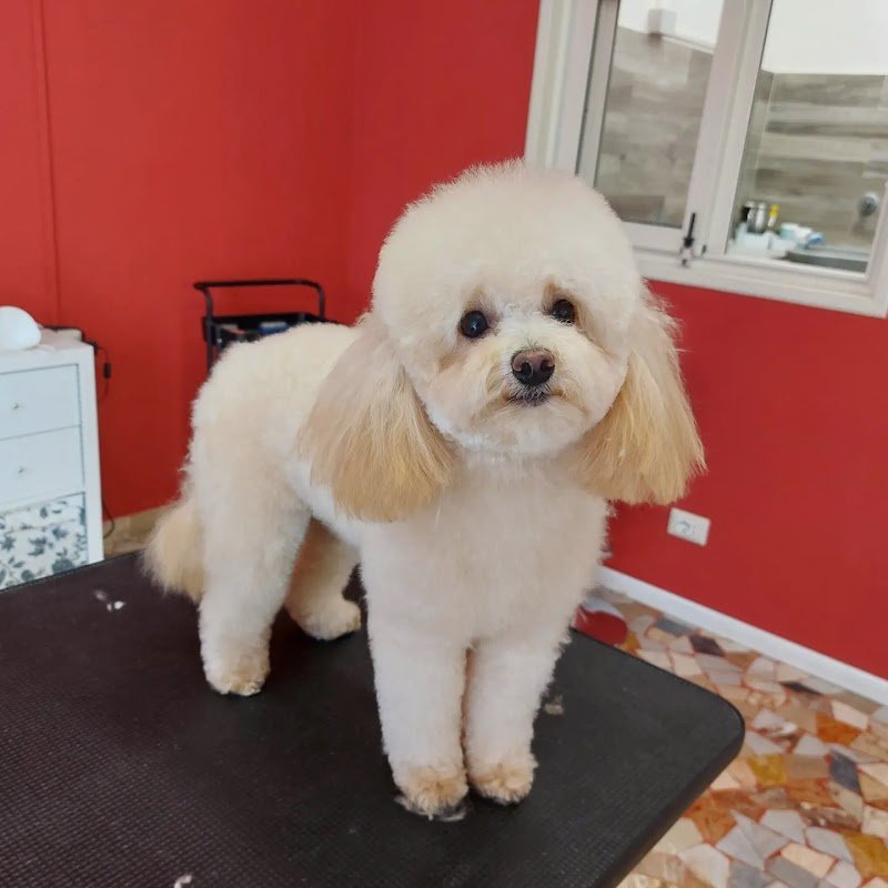 My Little Dog - Foto 1