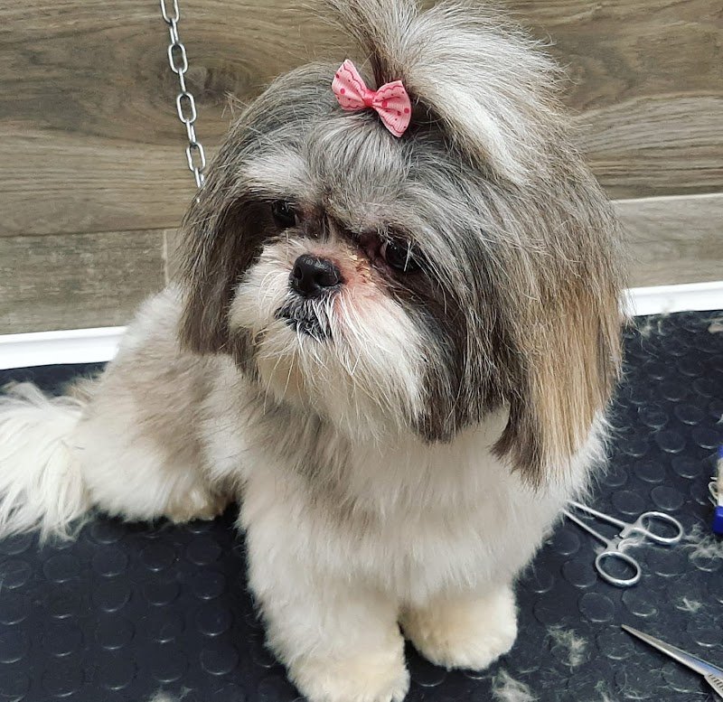 My Little Dog - Foto 3