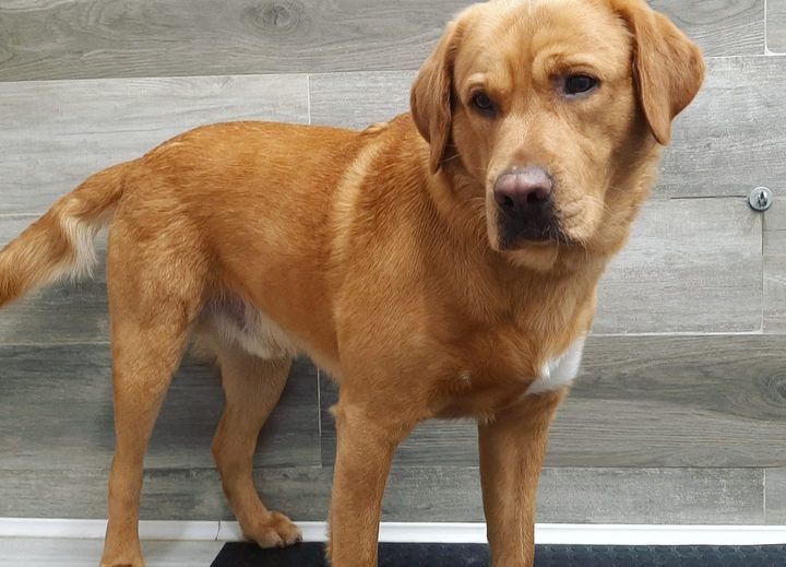 My Little Dog - Foto 5