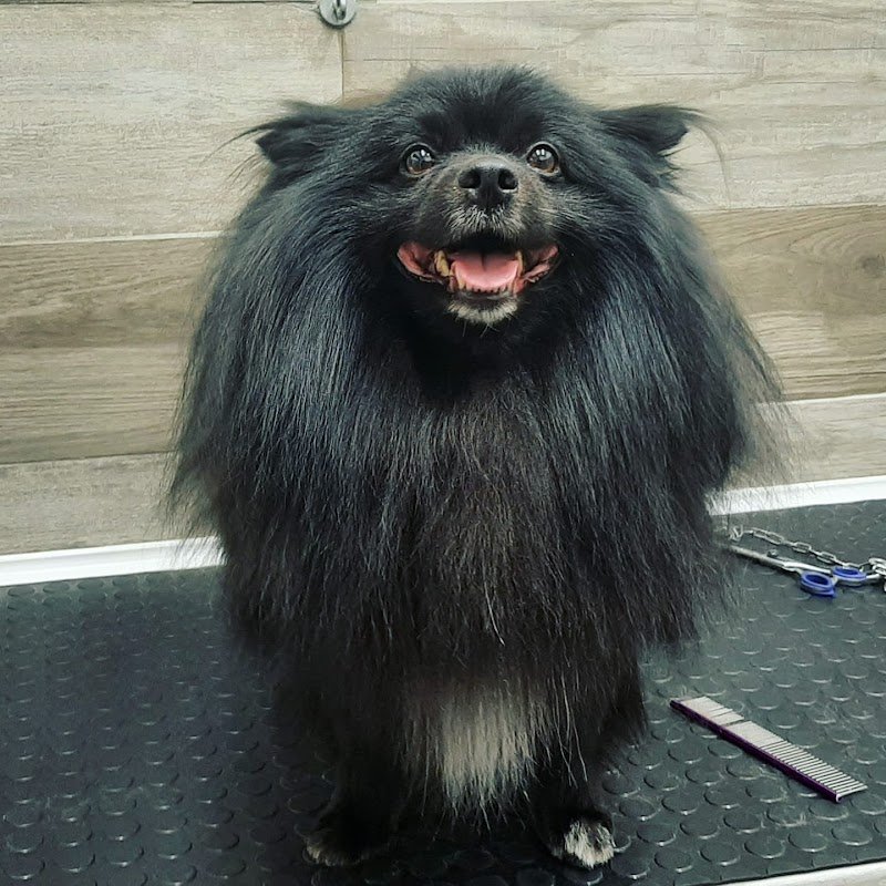 My Little Dog - Foto 6