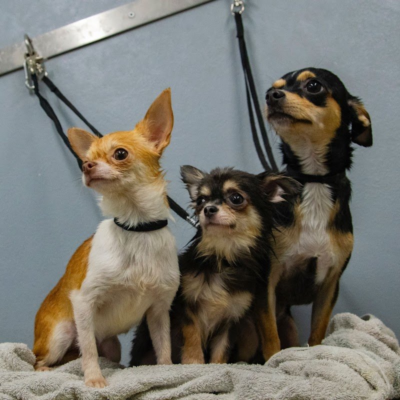 My Pet Care di F.F. - Foto 1