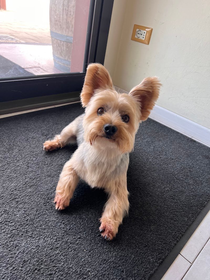 My Pet Care di F.F. - Foto 2