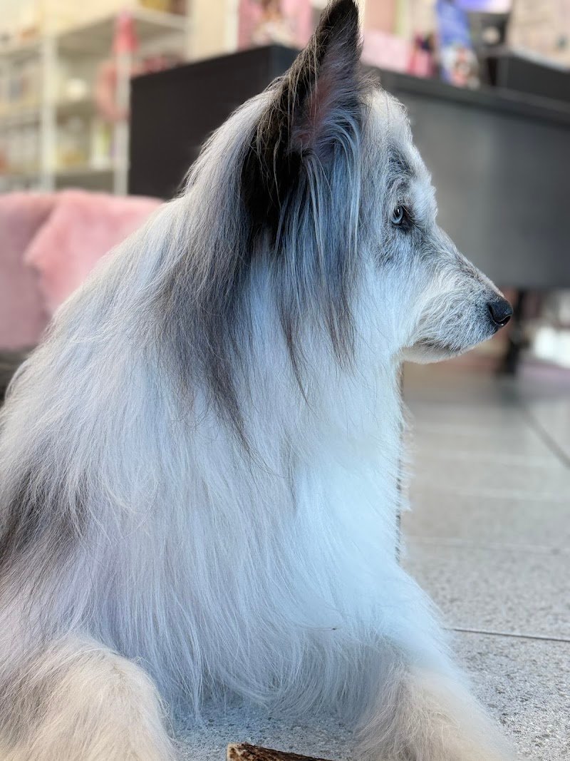 Nahual Pets - Foto 1