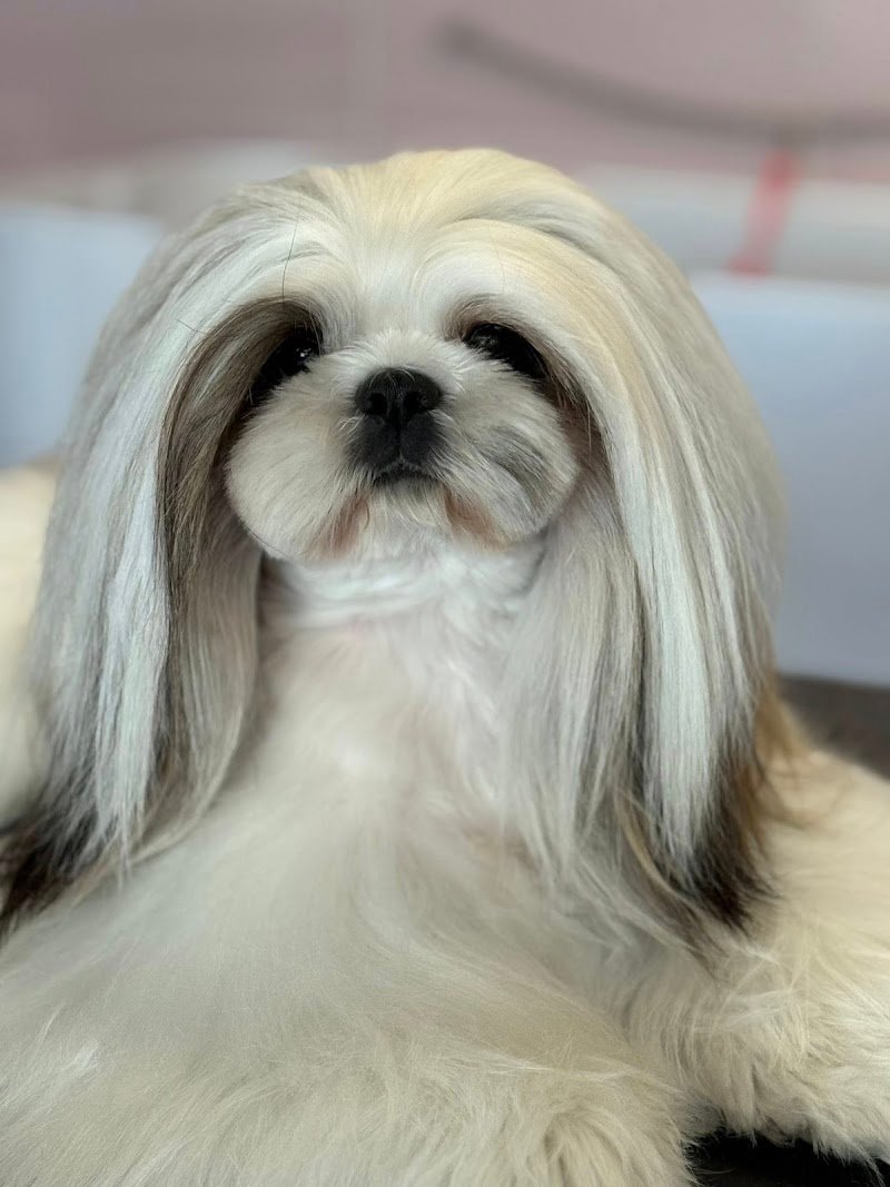 Nahual Pets - Foto 2