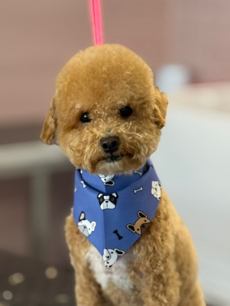 Nahual Pets - Foto 3