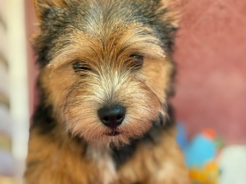 Nahual Pets - Foto 4