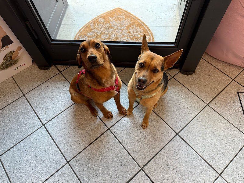 Nahual Pets - Foto 6